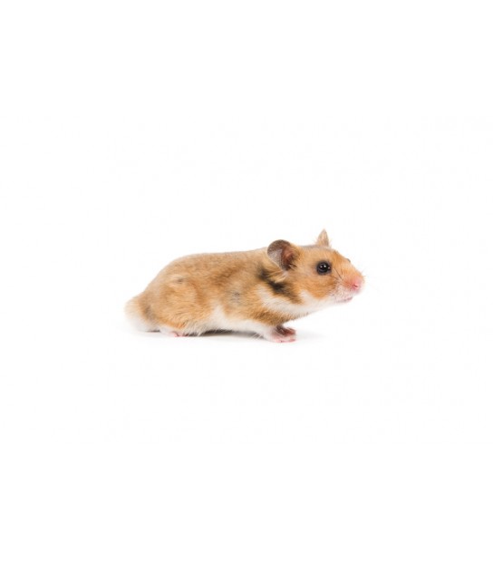 Hamster Dore Poils Courts Unite La Ferme Aux Insectes