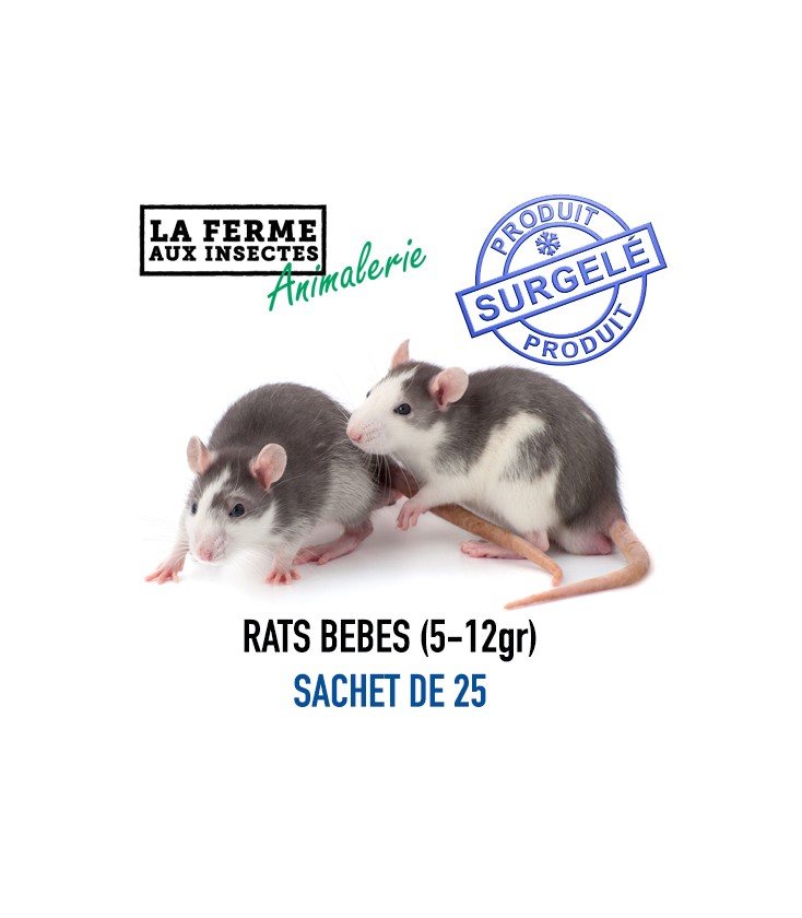 Bebes De Rats Sachet De 25 Pieces