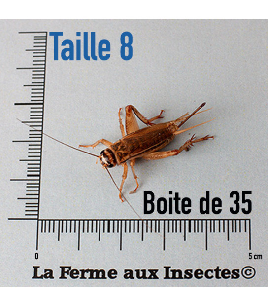 insecte pour reptile pour donner a manger à vos lezard Taille T8