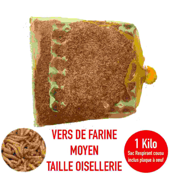 Vers de farine vivants jumbo pour la pêche - Boite de 125cc - Produit en  France