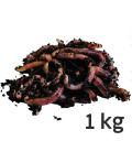 Vers Lombrics composteurs pour compost sachet de 1kg