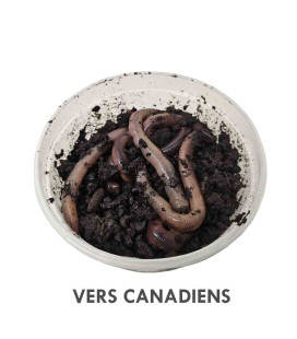 Vers Canadiens - Gros Vers de Terre - Pêche