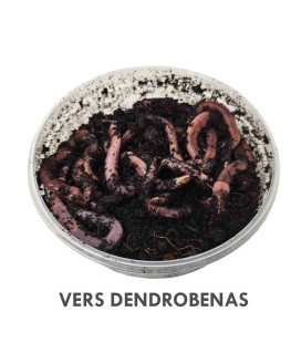 Vers Dendrobenas