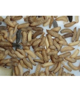 Larve de BSF Riche en Calcium 500 gr- Nourriture poules et reptiles