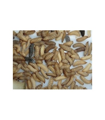 PROWORM Riche en Calcium