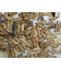 Larve de BSF Riche en Calcium 500 gr- Nourriture poules et reptiles