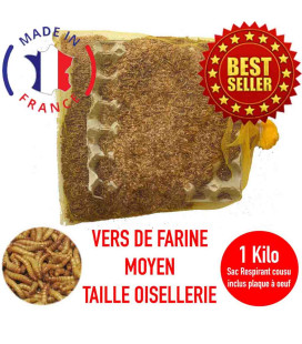 vers de farine insectes pour poules