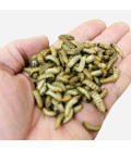 Larve de BSF Riche en Calcium 500 gr- Nourriture poules et reptiles