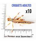 Boite de 10 criquets migrateurs adultes de La Ferme aux Insectes.