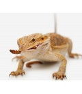 MENUS et NOURRITURE POGONA