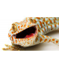 Gecko Tokay