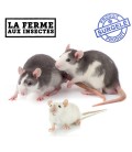 RATS ET SOURIS CONGELES